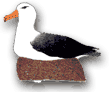 illustration of a black browed albatross