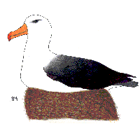 Black Browed Albatross