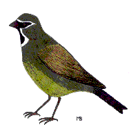 Black Throated Finch