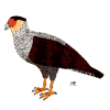 Crested Caracara