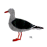 dolphin gull