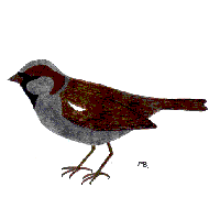 house sparrow