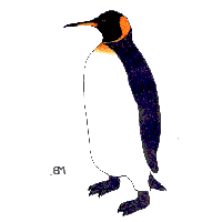 king penguin