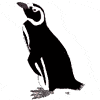 Magellanic Penguin