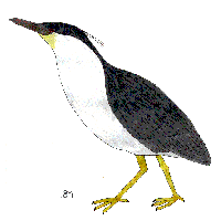 black crowned night heron