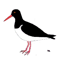 pied oyster catcher
