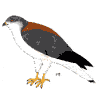 Red-backed Hawk