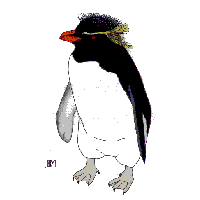 rock hopper penguin