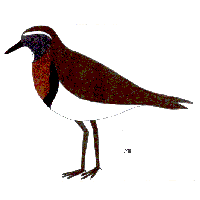 rufous chested dotterel