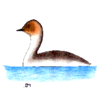 silvery grebe