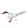 South American Tern