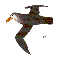 south american giant petrel