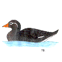flightless steamer duck