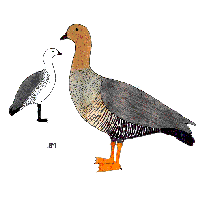 upland goose