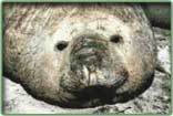 elephant seal photograph