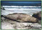 elephant seal photo