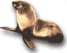 fur seal photograph