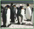 king penguin photo