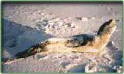 leopard seal photo