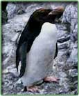 macaroni penguin photo