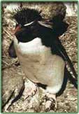 rockhopper penguin photograph