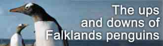 Conservation Online - Falklands Penguins Feature