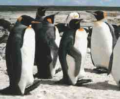 king-penguins.jpg